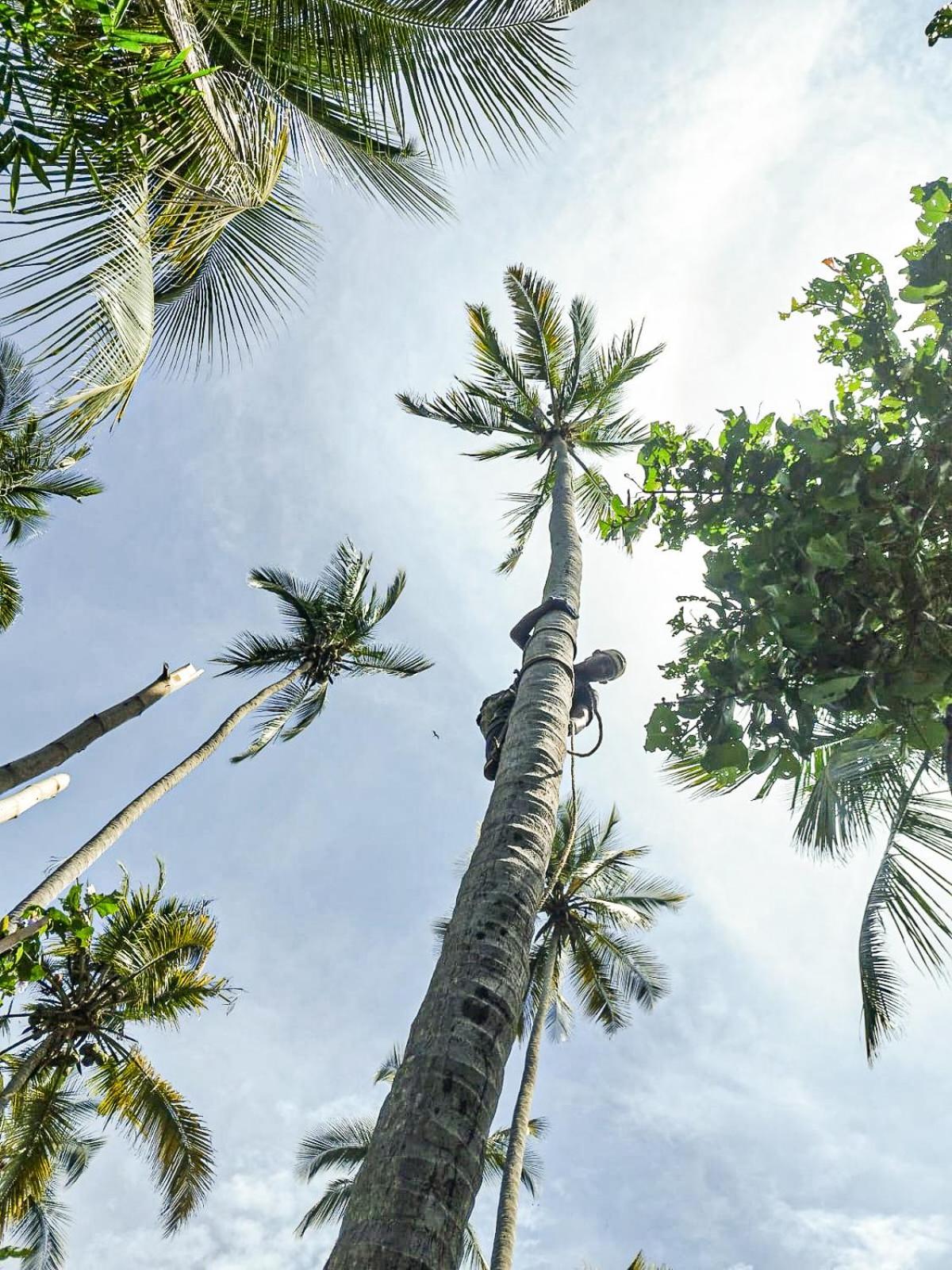 Lote 10 Glamping Hotel Guachaca Eksteriør billede